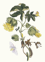 Merian, Maria Sibylla - Cotonier. From the Book Metamorphosis insectorum Surinamensium