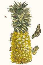 Merian, Maria Sibylla - Ananas mur. From the Book Metamorphosis insectorum Surinamensium
