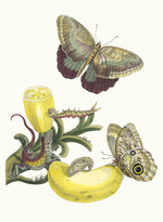 Merian, Maria Sibylla - Baccores. From the Book Metamorphosis insectorum Surinamensium