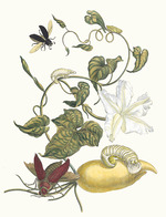 Merian, Maria Sibylla - Battattes. From the Book Metamorphosis insectorum Surinamensium