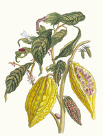 Merian, Maria Sibylla - Cacao. From the Book Metamorphosis insectorum Surinamensium