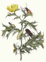Merian, Maria Sibylla - Carduus spinosus. From the Book Metamorphosis insectorum Surinamensium