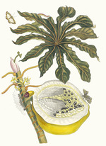 Merian, Maria Sibylla - Carica papaya. From the Book Metamorphosis insectorum Surinamensium