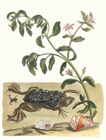 Merian, Maria Sibylla - Cresson. From the Book Metamorphosis insectorum Surinamensium