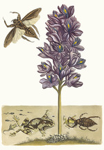 Merian, Maria Sibylla - Eichhornia crassipes. From the Book Metamorphosis insectorum Surinamensium