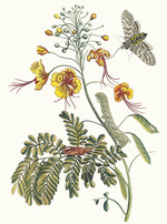 Merian, Maria Sibylla - Flos Pavonis. From the Book Metamorphosis insectorum Surinamensium
