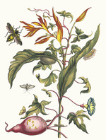 Merian, Maria Sibylla - Ipomoea batatas and Heliconia psittacorum. From the Book Metamorphosis insectorum Surinamensium