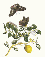 Merian, Maria Sibylla - Limonier. From the Book Metamorphosis insectorum Surinamensium