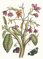 Merian, Maria Sibylla - Jasmin des Indes. From the Book Metamorphosis insectorum Surinamensium