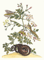 Merian, Maria Sibylla - Jasminum grandiflorum. From the Book Metamorphosis insectorum Surinamensium