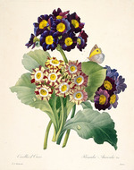 Redouté, Pierre-Joseph - Primula auricula (Primroses)