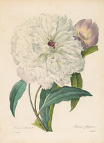 Redouté, Pierre-Joseph - Paeonia flagrans (Peony) 