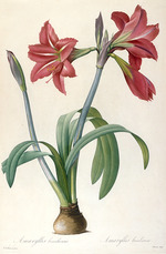 Redouté, Pierre-Joseph - Amaryllis brasiliensis (Brazilian Amaryllis)