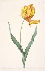 Redouté, Pierre-Joseph - Tulipa Gesneriana var. Dracontia (Parrot Tulip) 