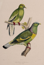 Oudart, Paul Louis - The pigeons
