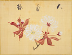 Sakamoto, Konen - From the Sketch Book of Sakura (Cherry Blossoms)