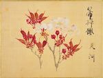Sakamoto, Konen - From the Sketch Book of Sakura (Cherry Blossoms)