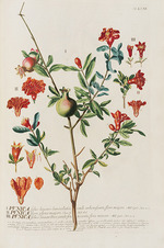 Ehret, Georg Dionys - Plantae selectae by Christoph Jakob Trew