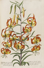 Ehret, Georg Dionys - Plantae selectae by Christoph Jakob Trew