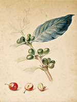 Debret, Jean-Baptiste - Coffee