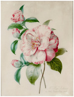 Lallemand, Adélaïde - Camellia branch