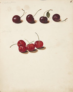Fosie, Johanna Marie - Study of Cherries