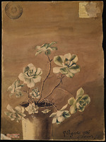 Kiyohara, Tama (O'Tama), (Eleonora Ragusa) - Succulent plant
