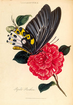 Donovan, Edward - An Epitome of the Natural History of the Insects of India