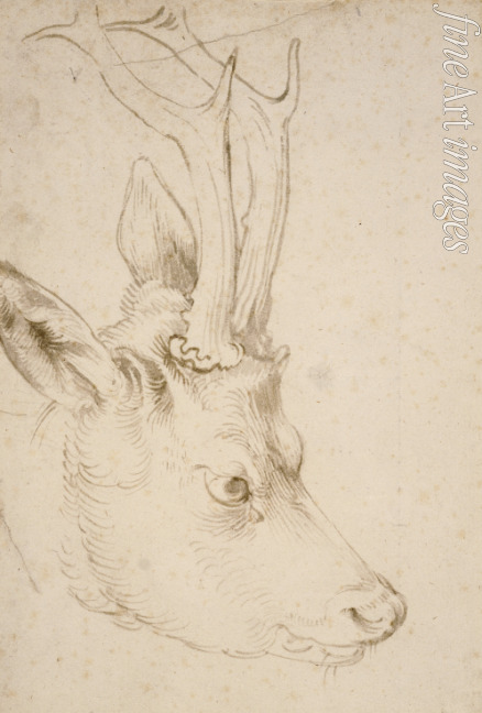 Dürer Albrecht - Head of a Roebuck