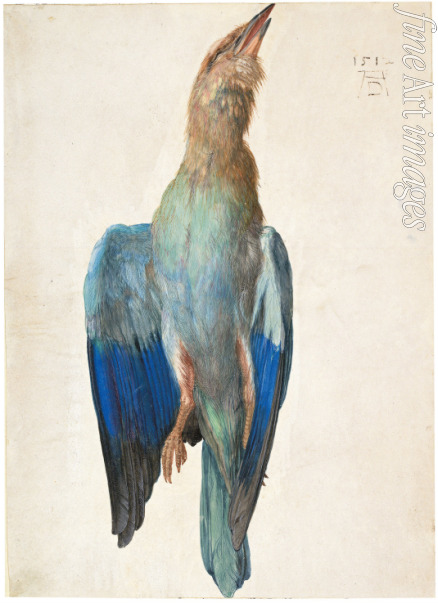 Dürer Albrecht - Dead Blue Roller