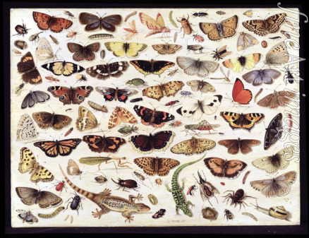 Kessel Jan van the Elder - Study of butterflies and other insects