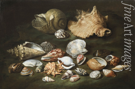 Porpora Paolo - Still life with shells
