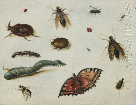 Kessel Jan van der Ältere - Insekte