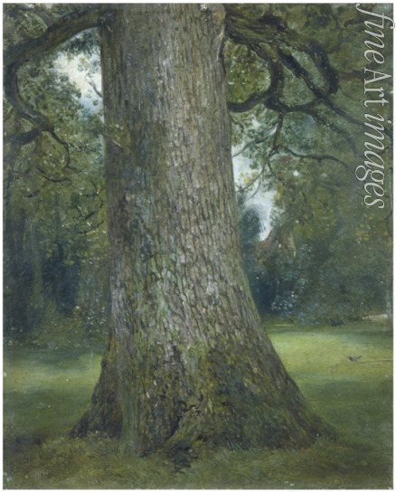 Constable John - Study of the Trunk of an Elm Tree
