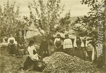 Tolstaya Sophia Andreevna - Apple harvest in the estate of Leo Tolstoy Yasnaya Polyana