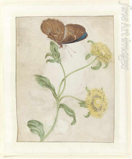 Merian Maria Sibylla - Schmetterling auf der Knospe einer Pflanze mit gelben Blüten