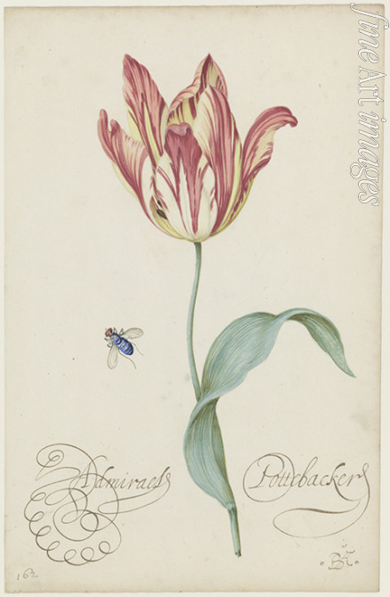 Ast Balthasar van der - Study of a tulip (Admiral Pottebacker) and a fly
