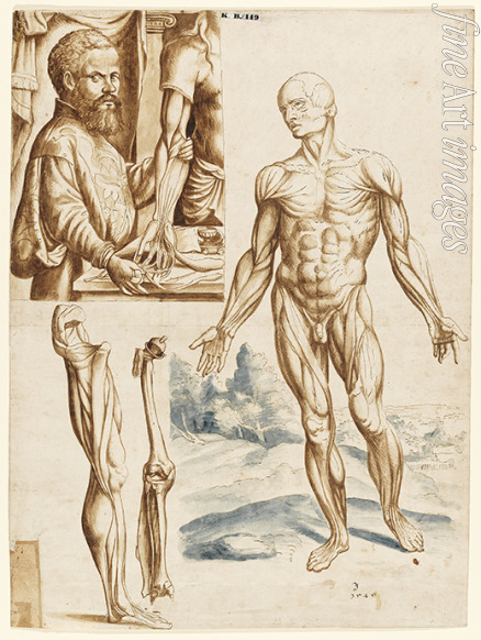 Unbekannter Künstler - Écorché mit Porträt von Andreas Vesalius (1514-1564)