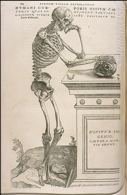 Calcar Jan Stephan van - Illustration aus De humani corporis fabrica von Andreas Vesalius