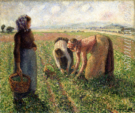 Pissarro Camille - Die Erbsenernte, Eragny