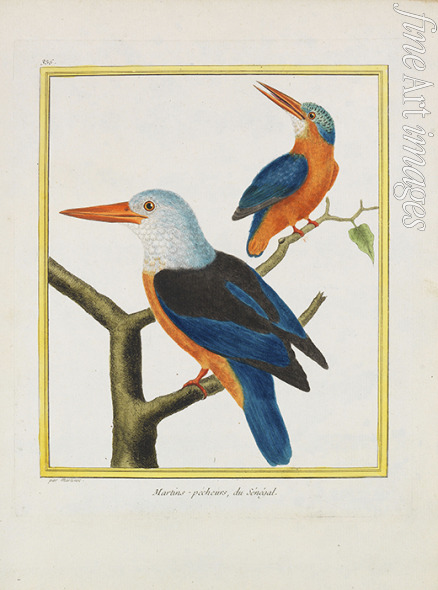 Leclerc de Buffon Georges-Louis - Histoire naturelle. Oiseaux. Planches enluminées