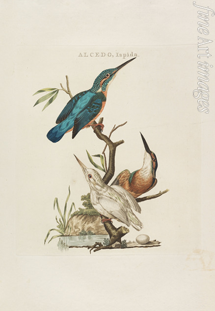 Nozeman Cornelius - Nederlandsche vogelen: volgens hunne huishouding, aert, en eigenschappen