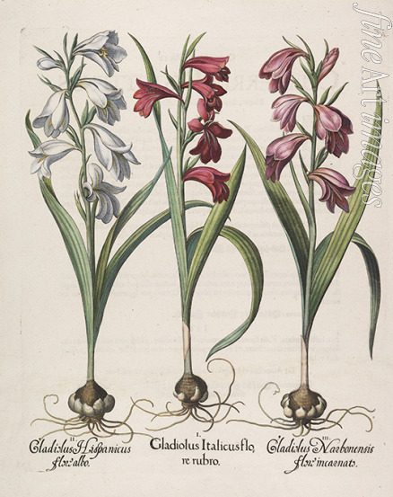 Besler Basilius - Gladiolus italicus flore rubro