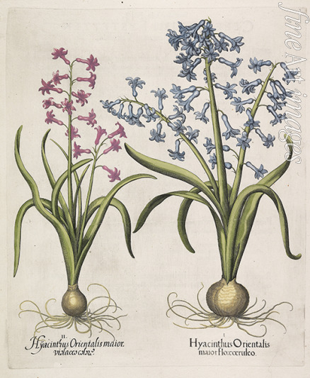 Besler Basilius - Hyacinthus orientalis 