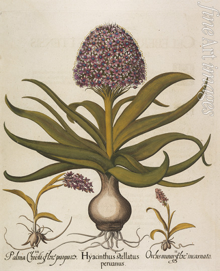 Besler Basilius - Hyacinthus stellatus