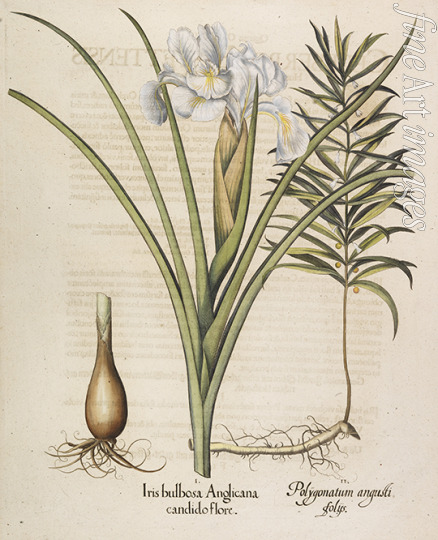 Besler Basilius - Iris bulbosa Anglicana