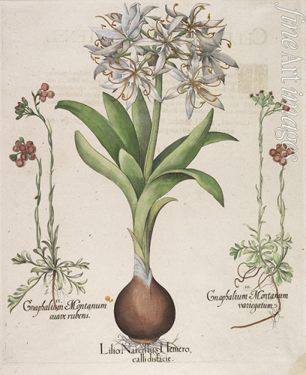 Besler Basilius - Lilio Narcissus Hemerocalli