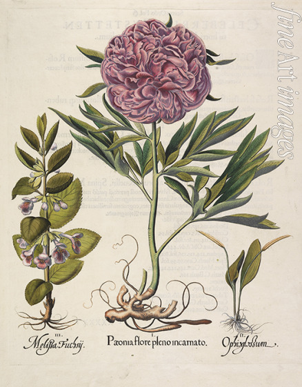Besler Basilius - Paeonia flore pleno