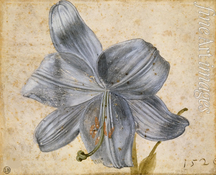 Dürer Albrecht - Studie einer Lilie