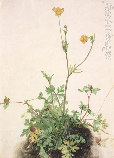 Dürer Albrecht - Buttercups, Red Clover and Plantain